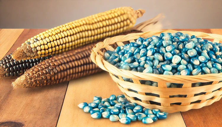 Aztecv Maize vs Corn